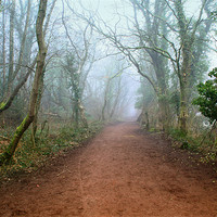 Buy canvas prints of Foggy Woodland Trail by Julie Hoddinott