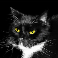 Buy canvas prints of Sox - Domestic Black and White Cat by Julie Hoddinott