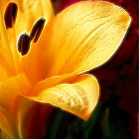 Buy canvas prints of Golden Lily Petals by Kathleen Stephens