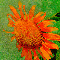 Buy canvas prints of Sunflower in Orange by Kathleen Stephens