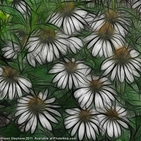 Buy canvas prints of Coneflowers in White by Kathleen Stephens