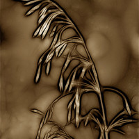 Buy canvas prints of Wild Grass in Sepia by Kathleen Stephens