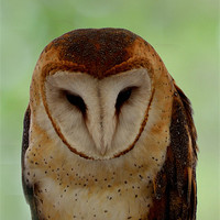 Buy canvas prints of Portrait of a Barn Owl by Kathleen Stephens
