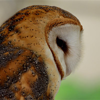 Buy canvas prints of Profile of a Barn Owl by Kathleen Stephens