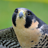 Buy canvas prints of Portrait of a Peregrine Falcon by Kathleen Stephens