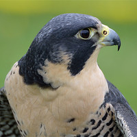 Buy canvas prints of Profile of a Peregrine Falcon by Kathleen Stephens