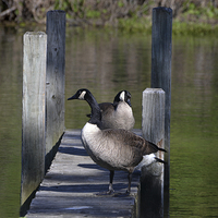 Buy canvas prints of  Canada Geese Resting on Dock by Kathleen Stephens