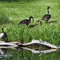 Buy canvas prints of  Geese and Stream  by Kathleen Stephens