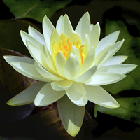Buy canvas prints of  White Waterlily by Kathleen Stephens