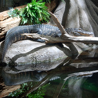 Buy canvas prints of Gator Reflections by Kathleen Stephens