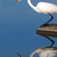 Buy canvas prints of Mirrored Egret by Kathleen Stephens