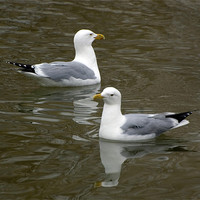 Buy canvas prints of Seagulls with Watery Reflections by Kathleen Stephens
