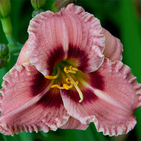 Buy canvas prints of Ruffled Lily by Kathleen Stephens