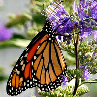 Buy canvas prints of Monarch in Early Morning by Kathleen Stephens