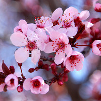Buy canvas prints of Spring Blossoms by Kathleen Stephens