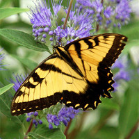 Buy canvas prints of Eastern Tiger Swallowtail Butterfly by Kathleen Stephens