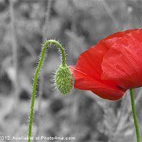 Buy canvas prints of Poppy flower by Thomas Stroehle