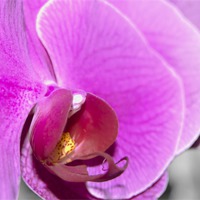 Buy canvas prints of Orchid by Thomas Stroehle