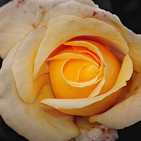 Buy canvas prints of Yellow Rose by Thomas Stroehle