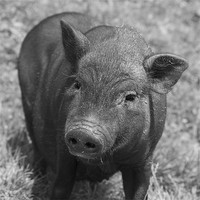 Buy canvas prints of pig by Thomas Stroehle