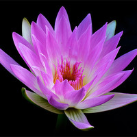 Buy canvas prints of Waterlily - The Queen of the Water by Kate Barley