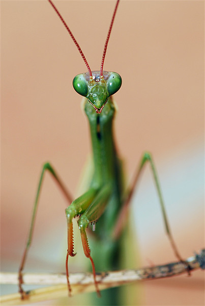 Praying Mantis Picture Board by Jamie Stokes