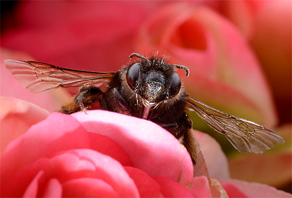 Hairy-footed Flower Bee Picture Board by Jamie Stokes