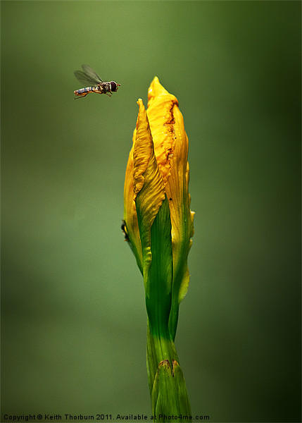 Hover Fly Flower Picture Board by Keith Thorburn EFIAP/b
