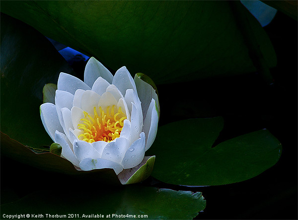 Water Lily Picture Board by Keith Thorburn EFIAP/b