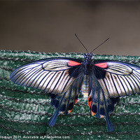 Buy canvas prints of Low's Swallowtail (Papilio troilus) by Keith Thorburn EFIAP/b