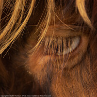 Buy canvas prints of Papa Cow Eye BW by Keith Thorburn EFIAP/b