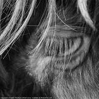 Buy canvas prints of Highland Cow Eye by Keith Thorburn EFIAP/b