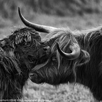 Buy canvas prints of Mother Calf Moment BW by Keith Thorburn EFIAP/b