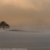 Buy canvas prints of Winter Light on the Birds by Keith Thorburn EFIAP/b