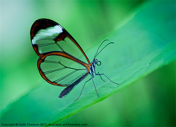 Glasswing Butterfly Picture Board by Keith Thorburn EFIAP/b