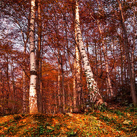 Buy canvas prints of Autmun Woodland Colours by Keith Thorburn EFIAP/b