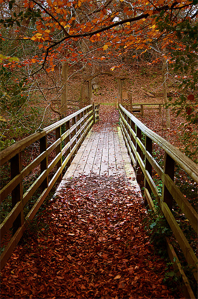 Woodland Bridge Autumn Picture Board by Keith Thorburn EFIAP/b