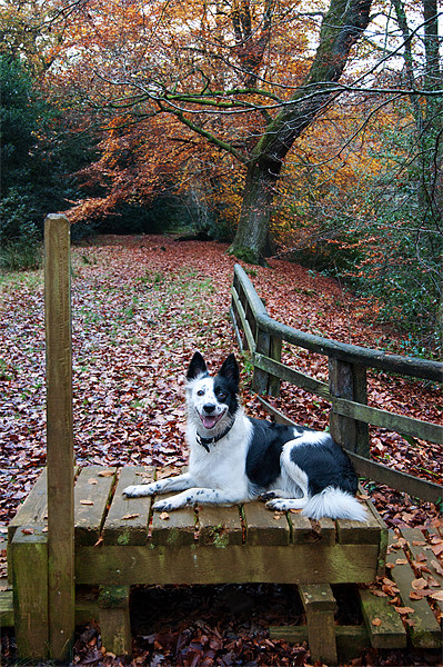 Border Collie Resting Picture Board by Keith Thorburn EFIAP/b