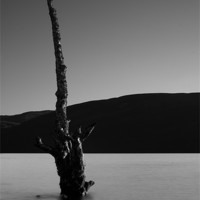 Buy canvas prints of Dead Tree at Loch Rannoch by Keith Thorburn EFIAP/b