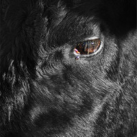 Buy canvas prints of Head of a Black Bull by Keith Thorburn EFIAP/b