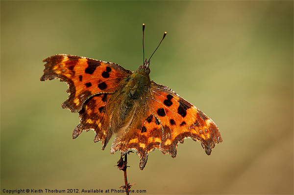 Comma Polygonia c-album Picture Board by Keith Thorburn EFIAP/b