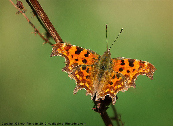 Comma Polygonia c-album Picture Board by Keith Thorburn EFIAP/b