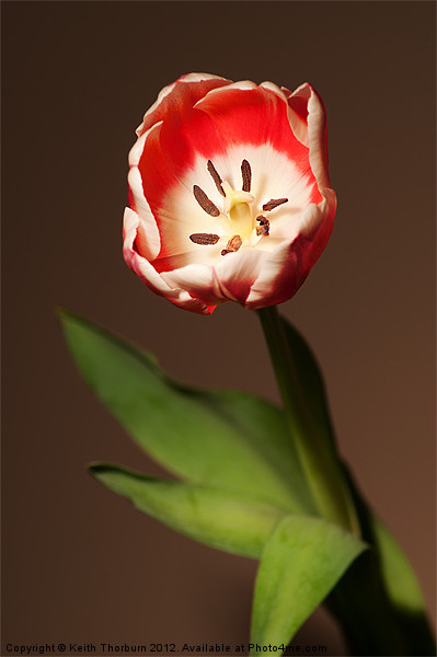 Tulip Picture Board by Keith Thorburn EFIAP/b