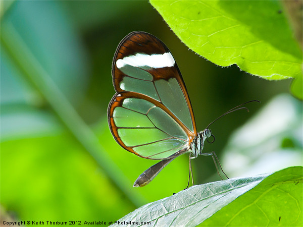 Glasswing Butterfly Picture Board by Keith Thorburn EFIAP/b