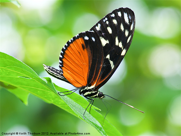 Hecale's Longwing Picture Board by Keith Thorburn EFIAP/b