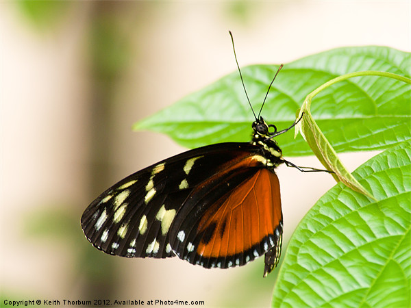 Hecale's Longwing Picture Board by Keith Thorburn EFIAP/b
