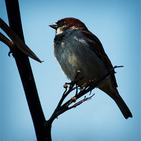 Buy canvas prints of Tree Sparrow by Keith Thorburn EFIAP/b