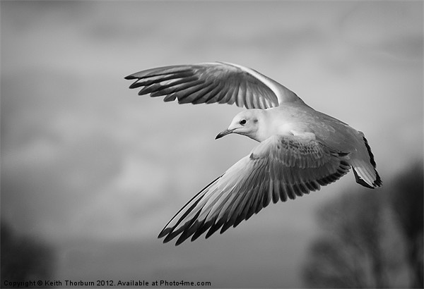 Seagull Flying Picture Board by Keith Thorburn EFIAP/b