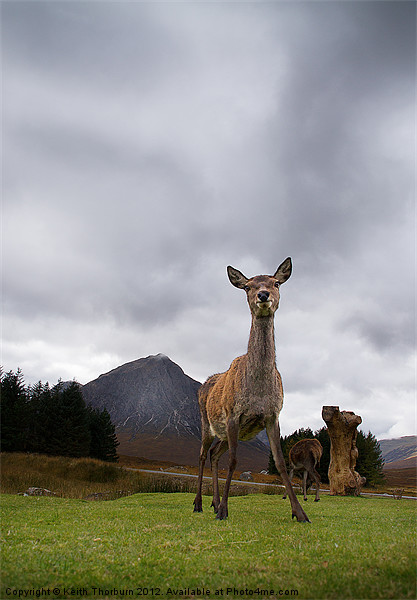 Deer at Glencoe Picture Board by Keith Thorburn EFIAP/b