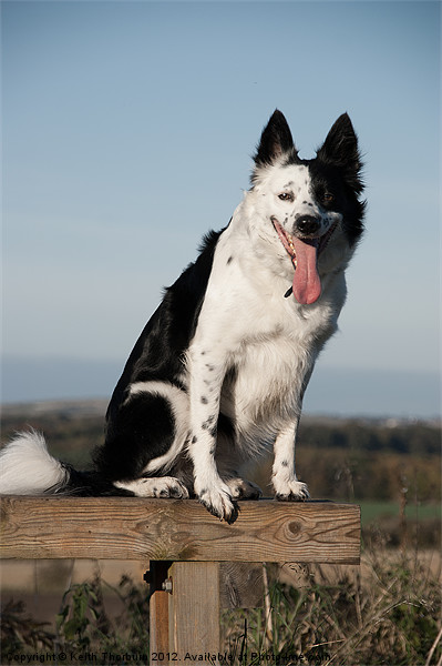 Border Collie Dog Picture Board by Keith Thorburn EFIAP/b